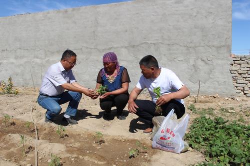 图1 6月6日，兵团第十师北屯市驻锡别特村工作队为哈萨克族村民巴合达尔·哈布旦（中）家送去菜苗，推进绿色种植。袁鹏程摄-2