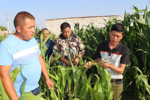第十师北屯市农科所高级农艺师陈贵红（右一）在给村民讲解玉米种植技术