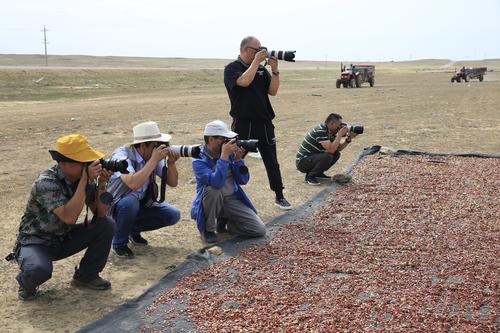 师市摄影家协会拍摄农业丰收情况 张文成 摄