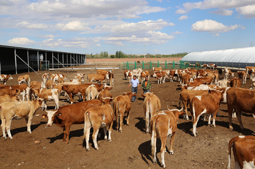 图片： 一八二团牛产业发展迅猛_副本