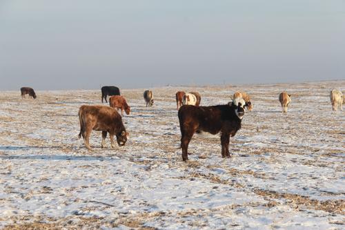 牛正在雪地里自由自在的觅食
