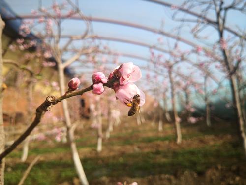 桃花朵朵开，引得蜜蜂来 (2)