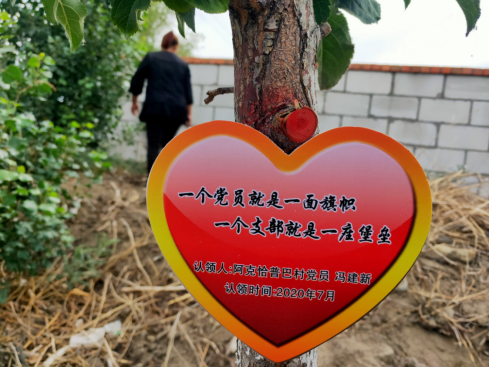 挂了认养牌的苹果树