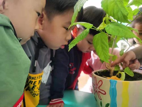 孩子们在老师的引导下观察蜗牛的习性1（李亚丽摄）
