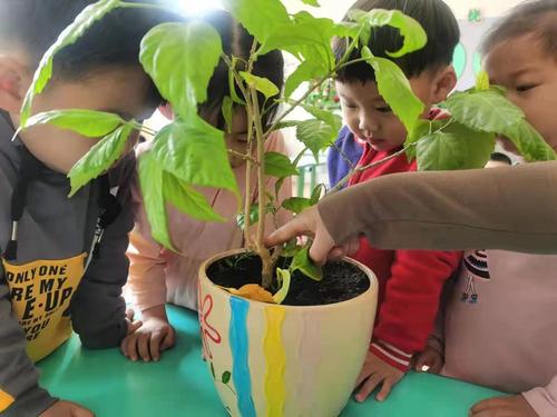 孩子们在老师的引导下观察蜗牛的习性2（李亚丽摄）
