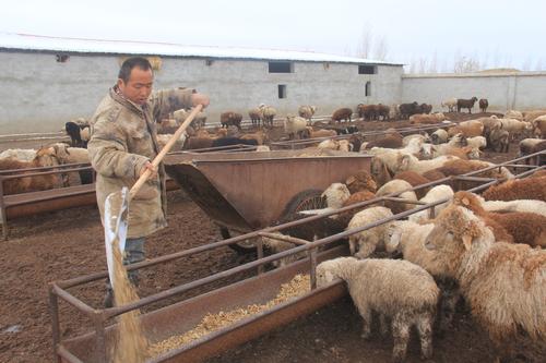 张振伟的羊圈中，他正忙乎着给今年以来新产的羊羔填喂饲草料