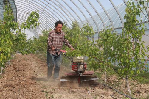 图为：一八二团工人为玉露香梨除草作业。