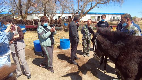 图为：观摩学习一八一团六连特色驴养殖，做强团场畜牧业发展_副本