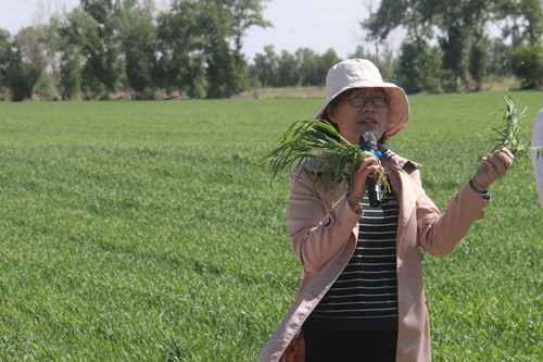 石河子教授李卫华为团场职工讲解产生小麦大小苗的原因_副本