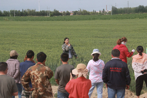 农发中心工作人员胡萍萍在为种植户讲解小麦的田管及病虫害防治要点_副本