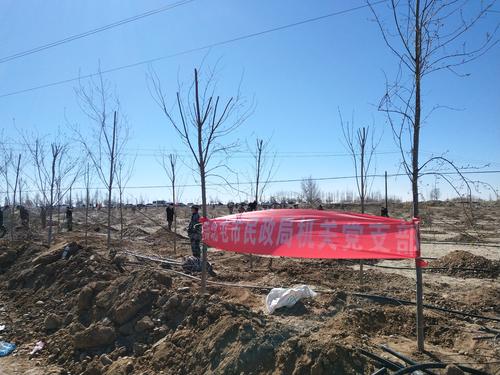 师市民政局党支部组织党员干部开展春季义务植树活动