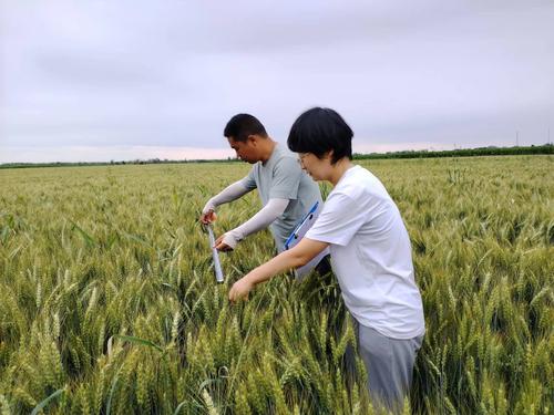 技术人员正在测量株高、穗长