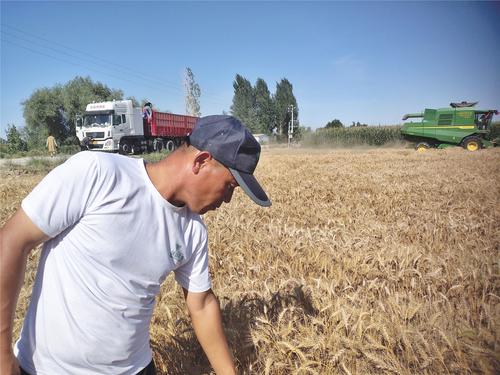 图为：7月26日，一八二团六连职工王时伟种植的58亩小麦开始收获。谢国庆摄
