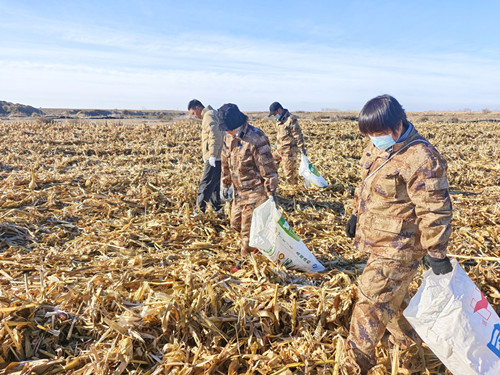 图为1：11月8日，党员干部帮助职工李永军复收玉米。谢国庆摄。