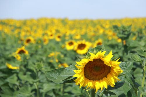 《向阳花开》2023年7月24日 一八六团万亩向日葵竞相绽放  郝胜忠摄影