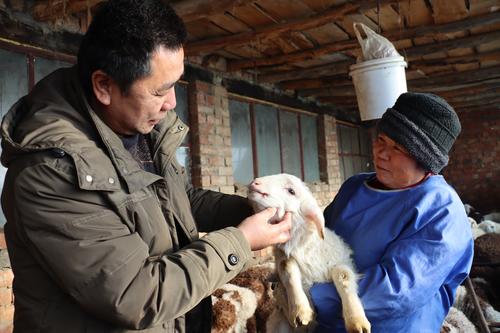 图为：农发中心技术人员查看养殖户张秀梅（右）暖圈内羔羊育幼工作。谢国庆摄