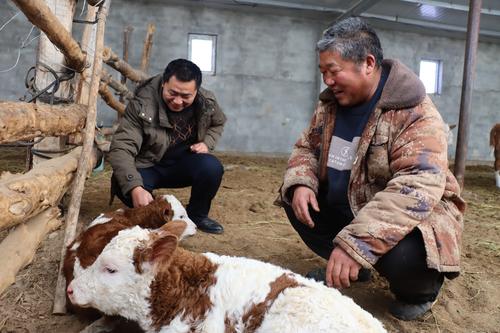 图为：农发中心技术人员查看养殖户吕崇江（右）牛犊身体状况。谢国庆摄