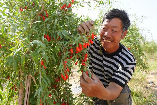 图为：6月27日，李进在基地内采摘鲜果，脸上洋溢着丰收的喜悦。谢国庆摄