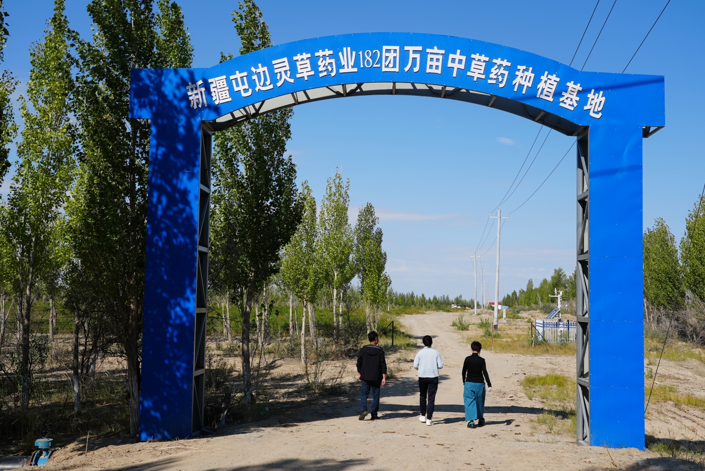 一八二团万亩中草药种植基地。谢国庆摄