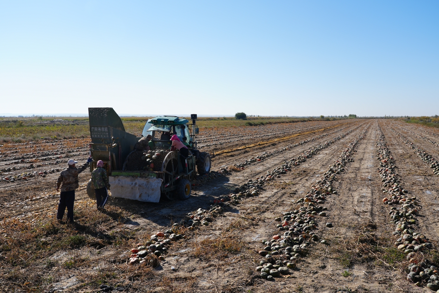 机械收获籽瓜。谢国庆摄