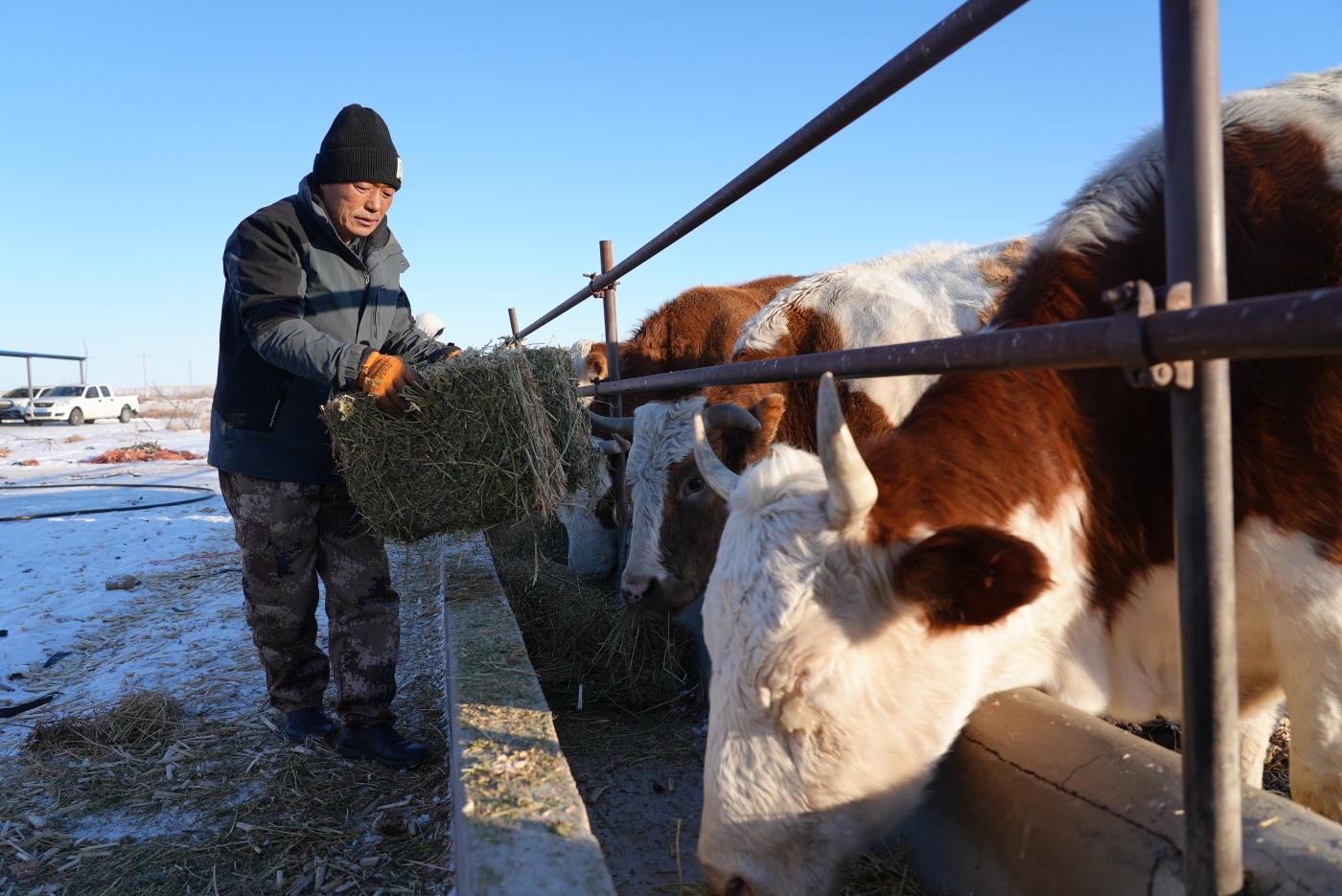 养殖户朱万峰正在给圈里肉牛添加饲草料。谢国庆摄 养殖户朱万峰正在给圈里肉牛添加饲草料。谢国庆摄