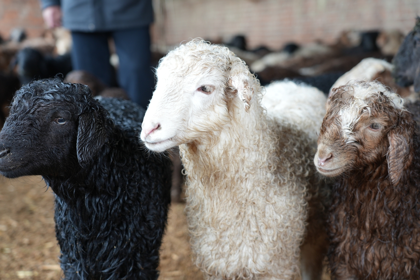 健壮活泼的小羊羔。谢国庆摄