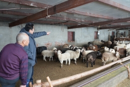 工作人员查看羊只生产情况的同时，叮嘱养殖户严防一氧化碳中毒、电路火灾、圈舍坍塌等安全风险。谢国庆摄