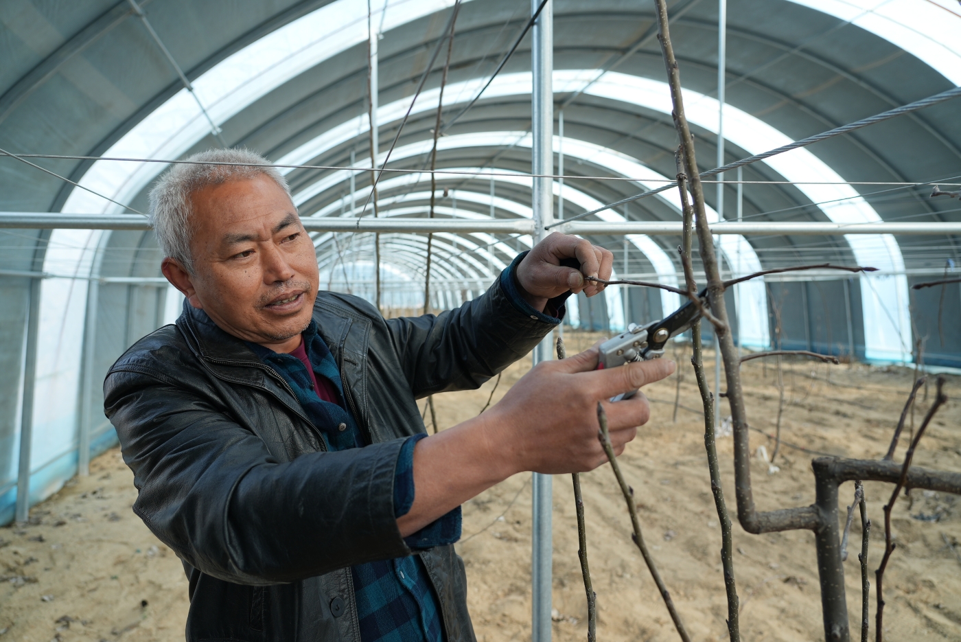 图为：3月24日，一八二团玉露香梨种植基地技术人员正抢抓农时，对果树春剪。谢国庆摄