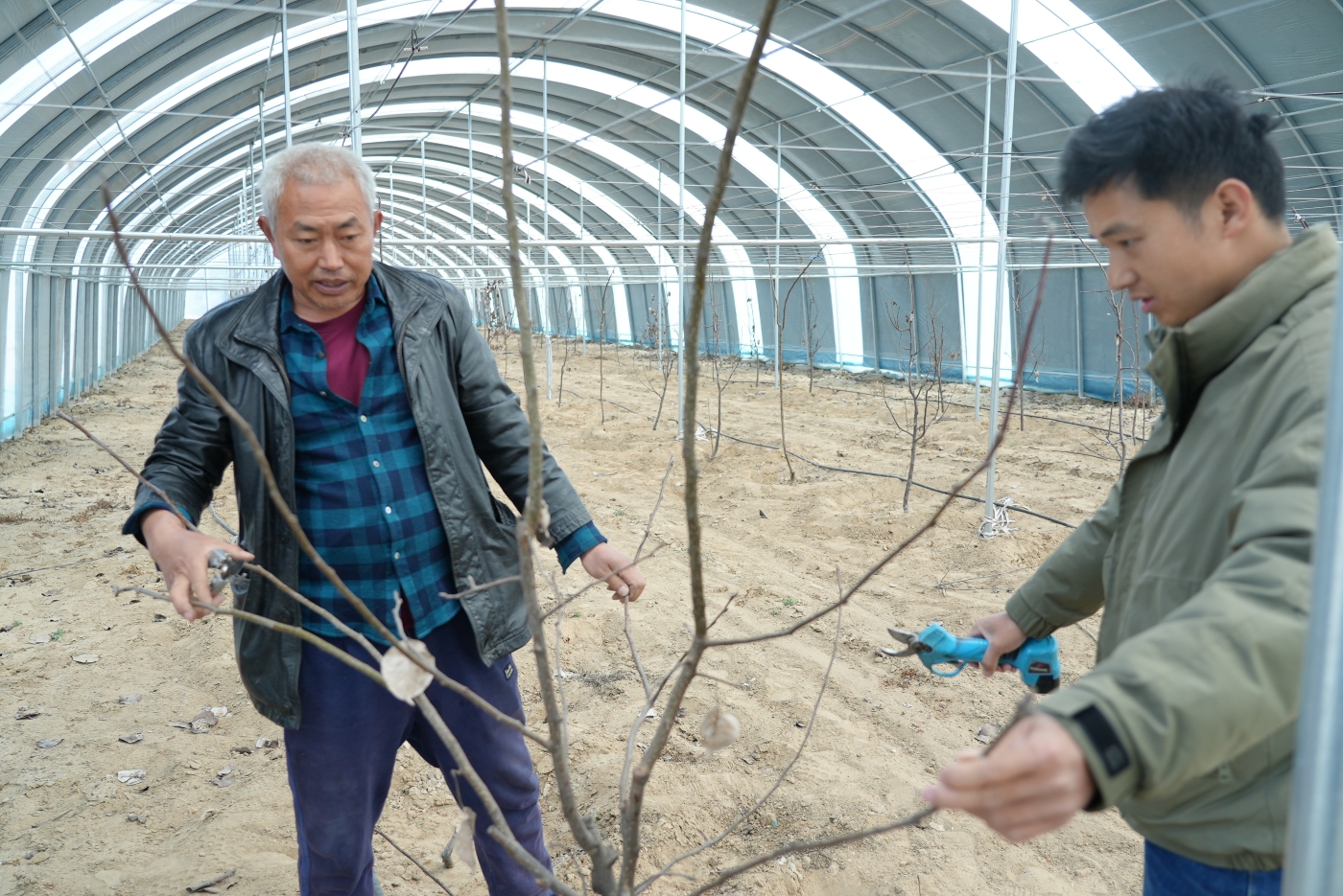 现场学习树形管控、枝组更新技术。谢国庆摄