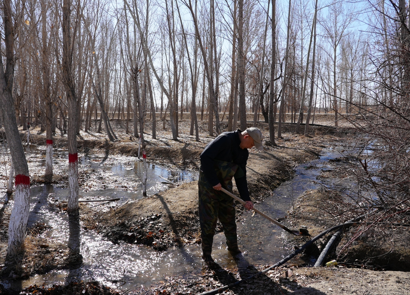 春季林木管护3。谢国庆摄